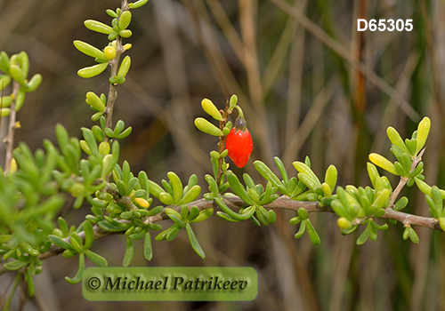 Carolina Wolf-berry (Lycium carolinianum)